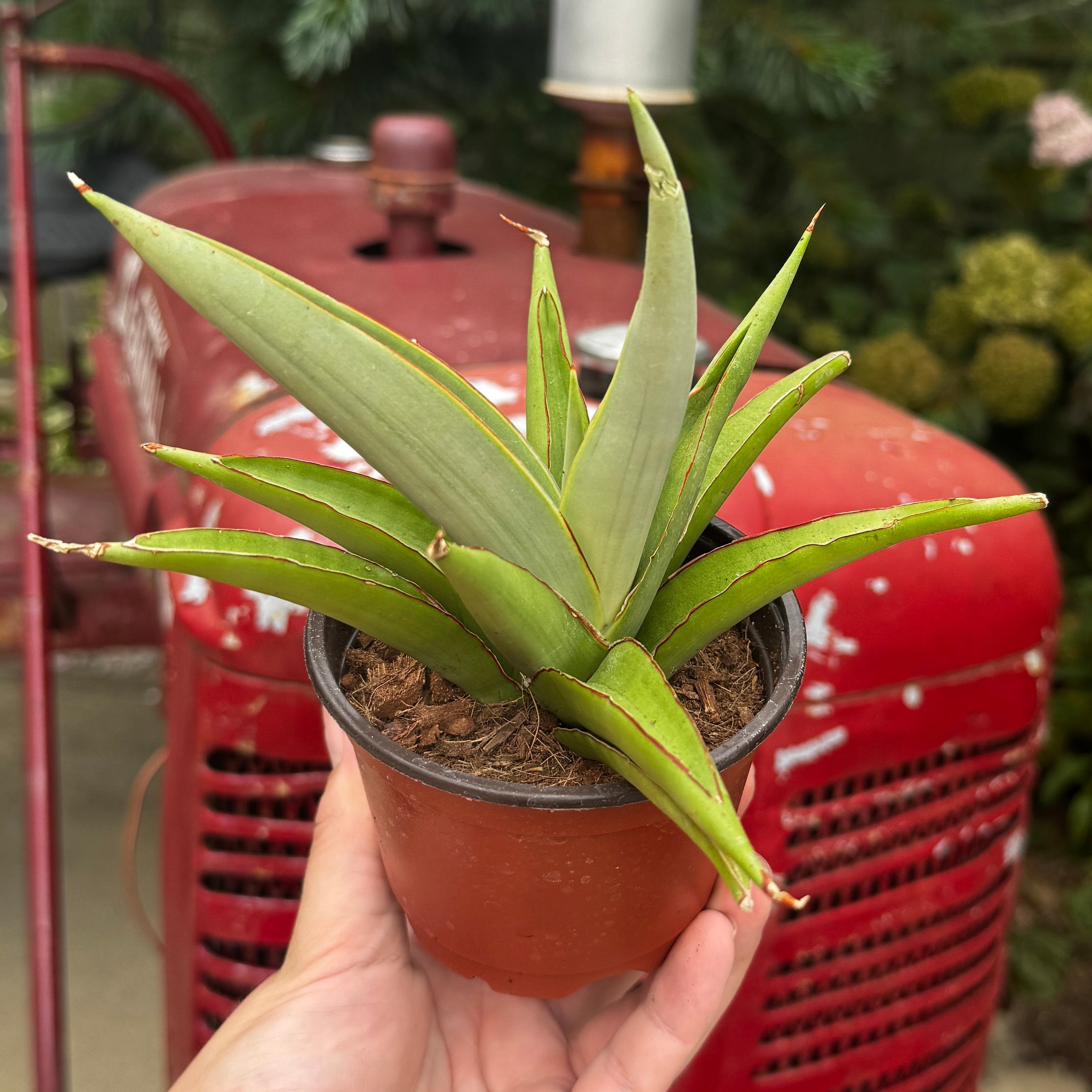 Snake Plant | Sansevieria 'Rudal White'