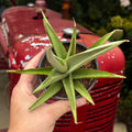 Snake Plant | Sansevieria 'Rudal White'