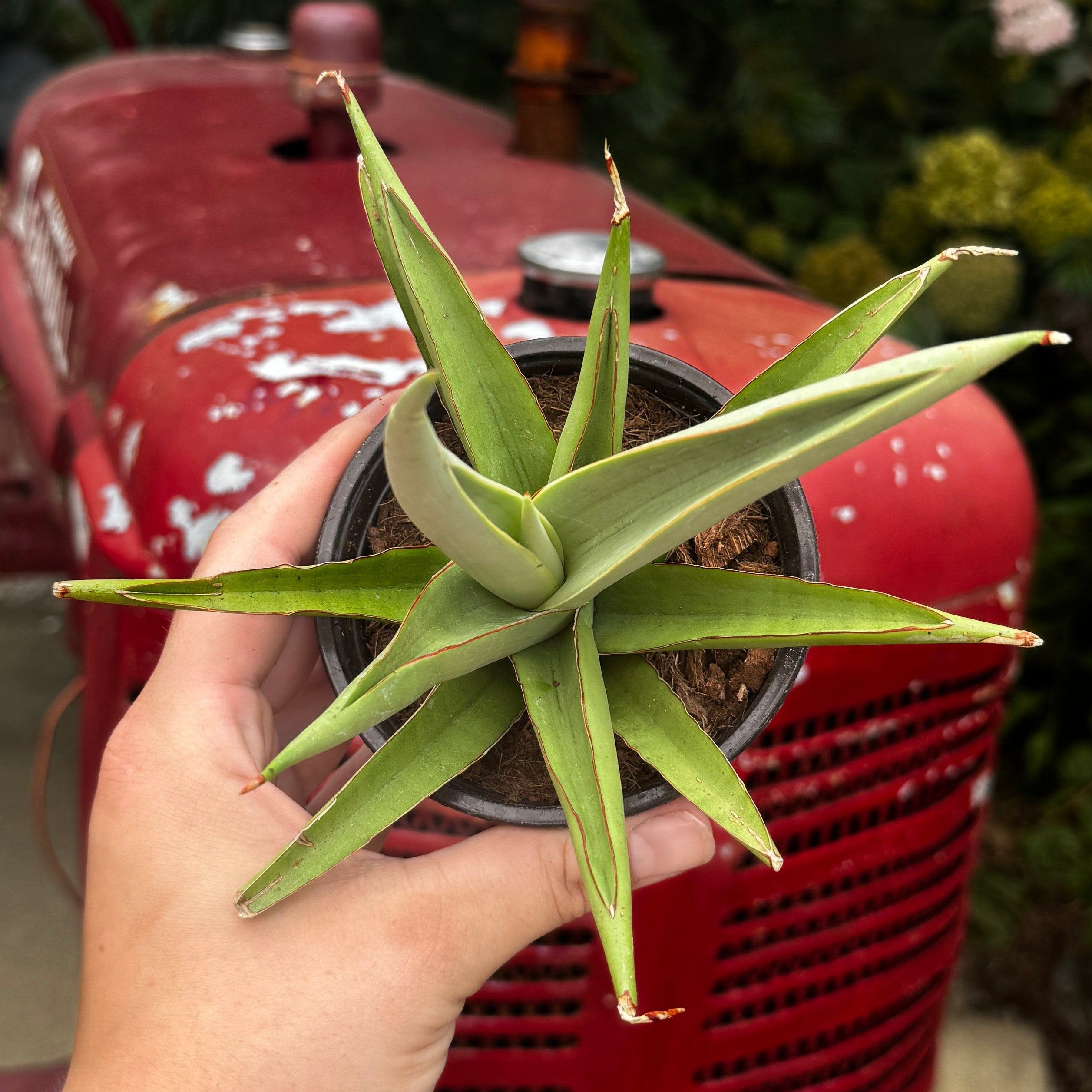 Snake Plant | Sansevieria 'Rudal White'