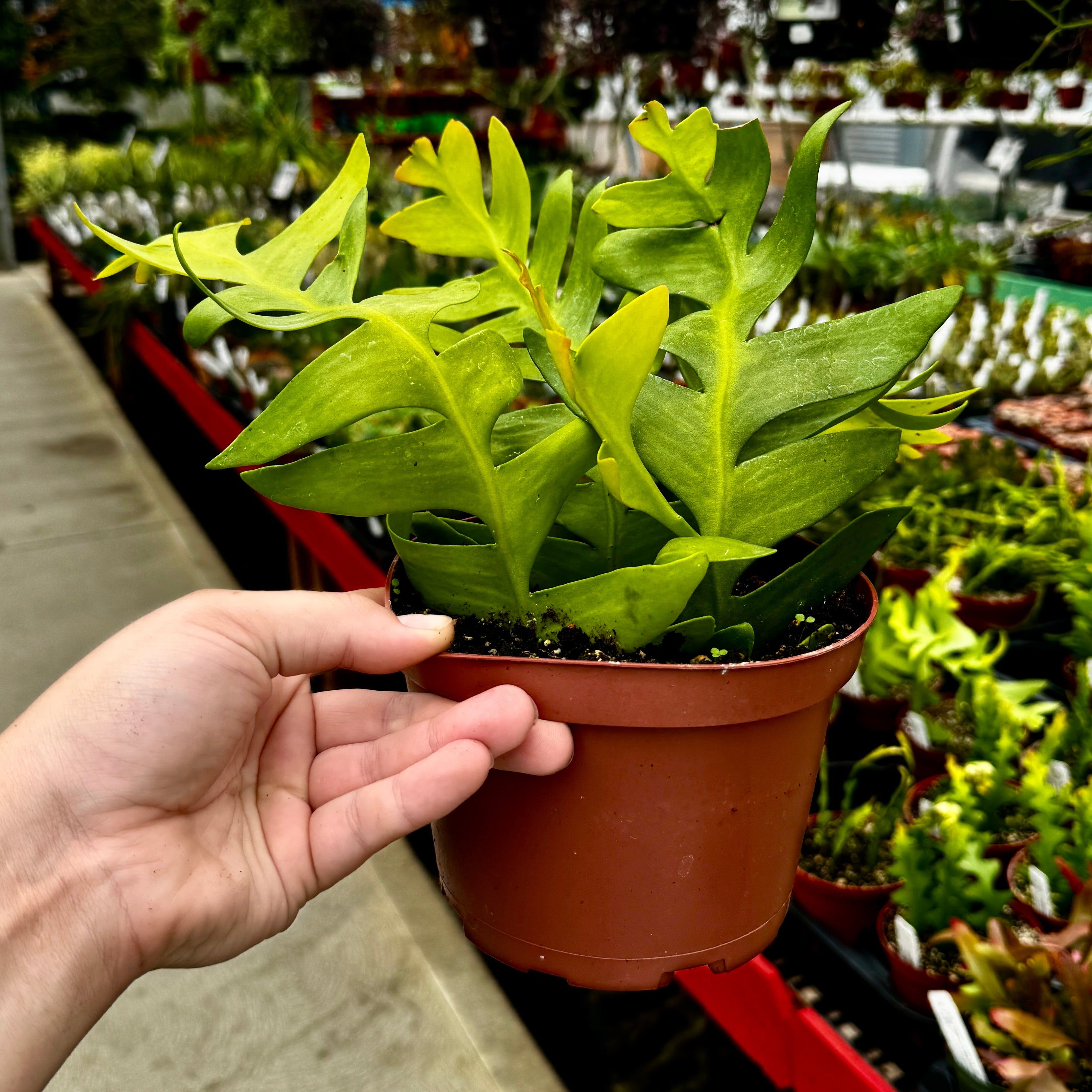 Fern Leaf Cactus | Selenicereus chrysocardium