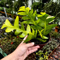Fern Leaf Cactus | Selenicereus chrysocardium