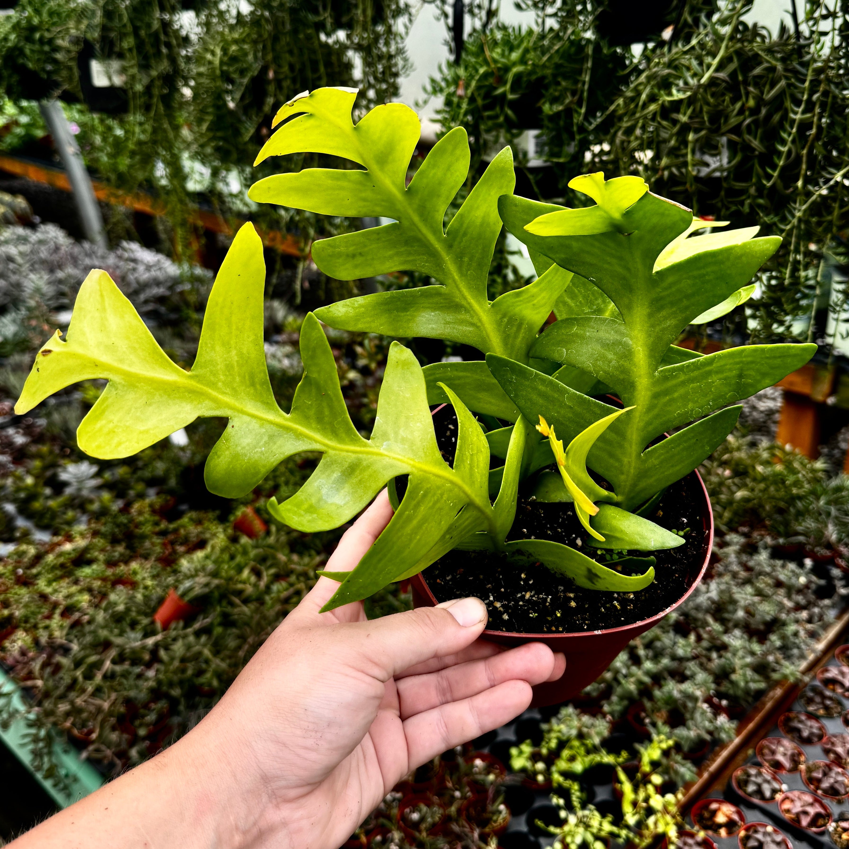 Fern Leaf Cactus | Selenicereus chrysocardium