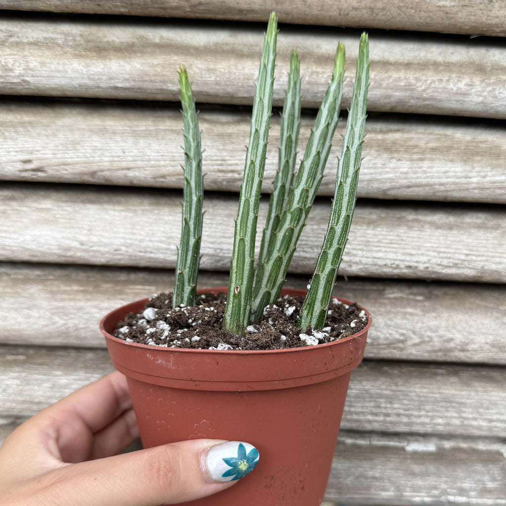Pickle Plant | 4" Senecio stapeliiformis