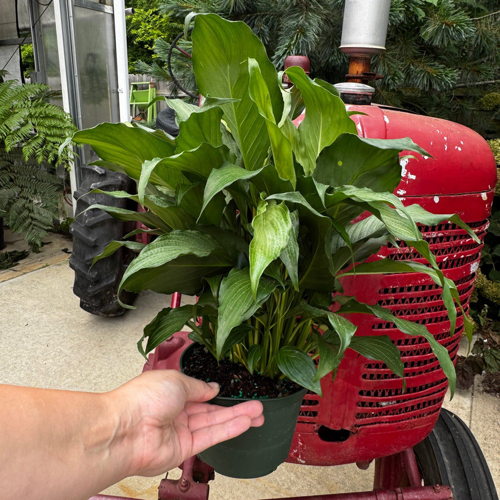 Silver Peace Lily | Spathiphyllum 'Platinum Mist'