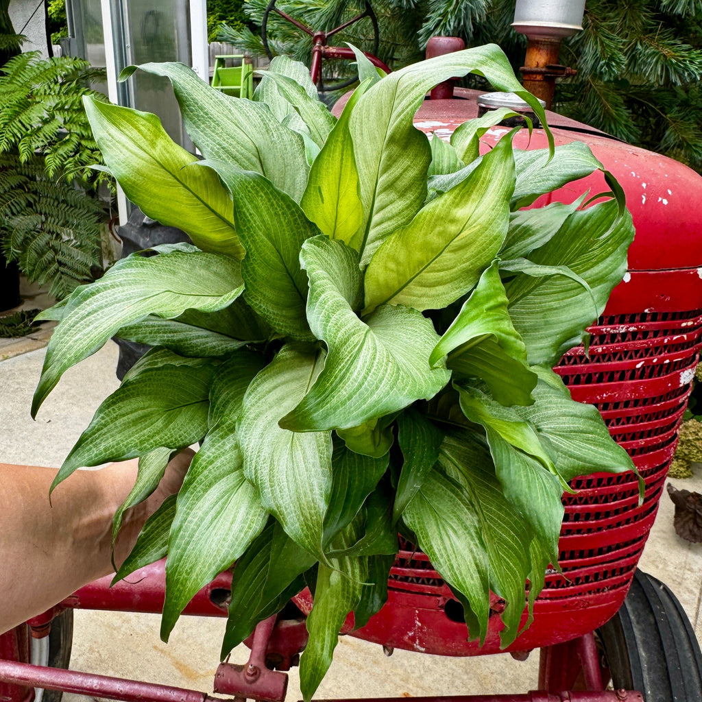 Silver Peace Lily | Spathiphyllum 'Platinum Mist'
