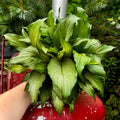 Silver Peace Lily | Spathiphyllum 'Platinum Mist'