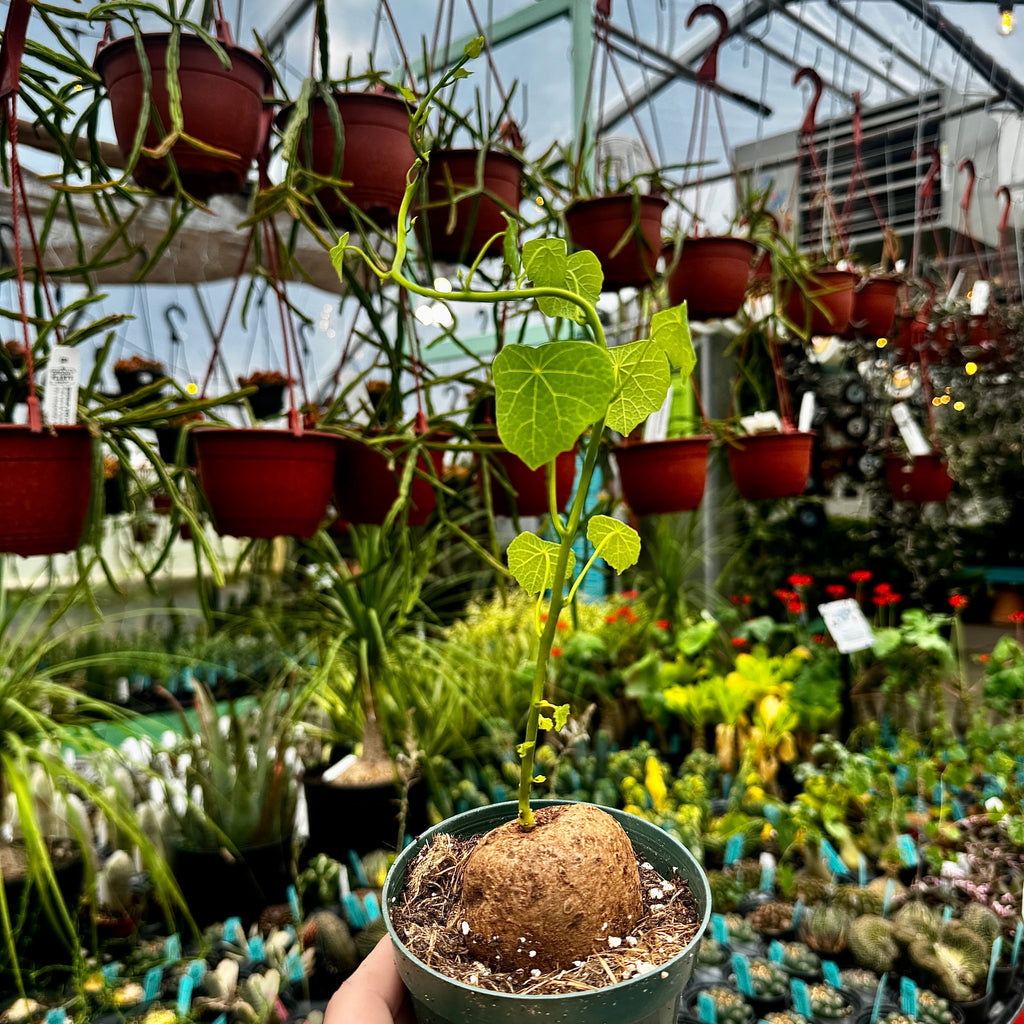 Stephania Erecta | Caudiciform Plant