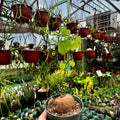 Stephania Erecta | Caudiciform Plant