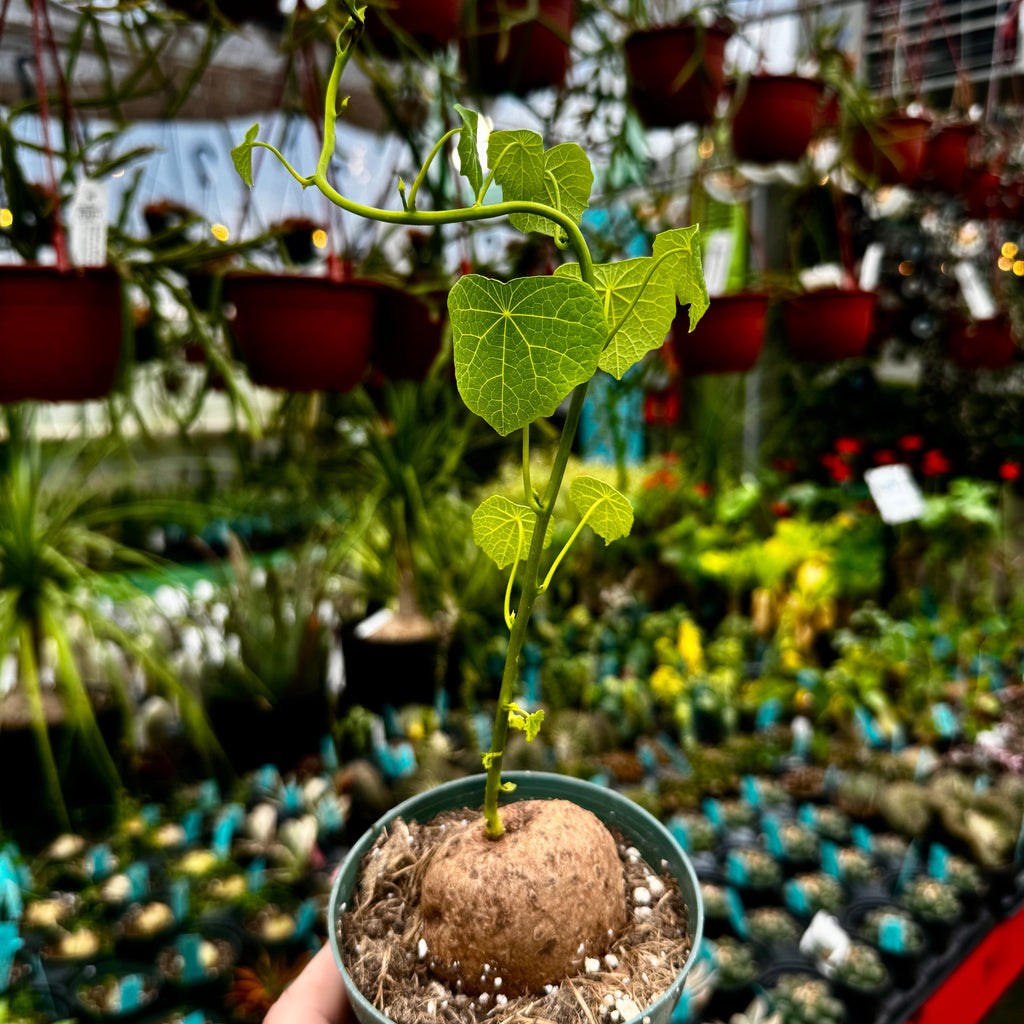 Stephania Erecta | Caudiciform Plant