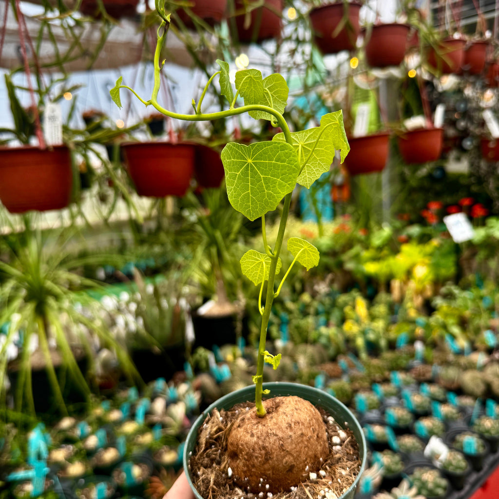 Stephania Erecta | Caudiciform Plant