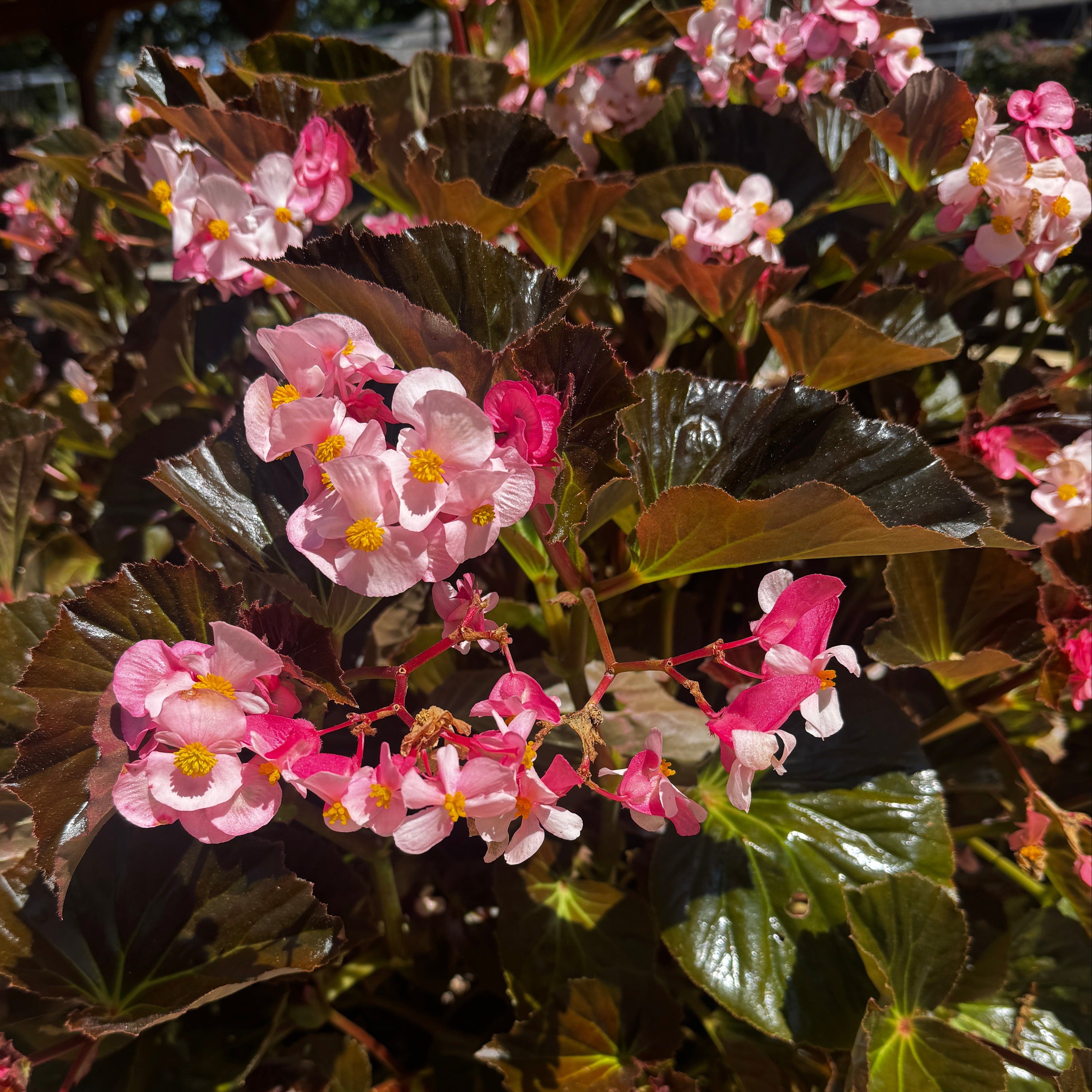Stonehedge Begonia
