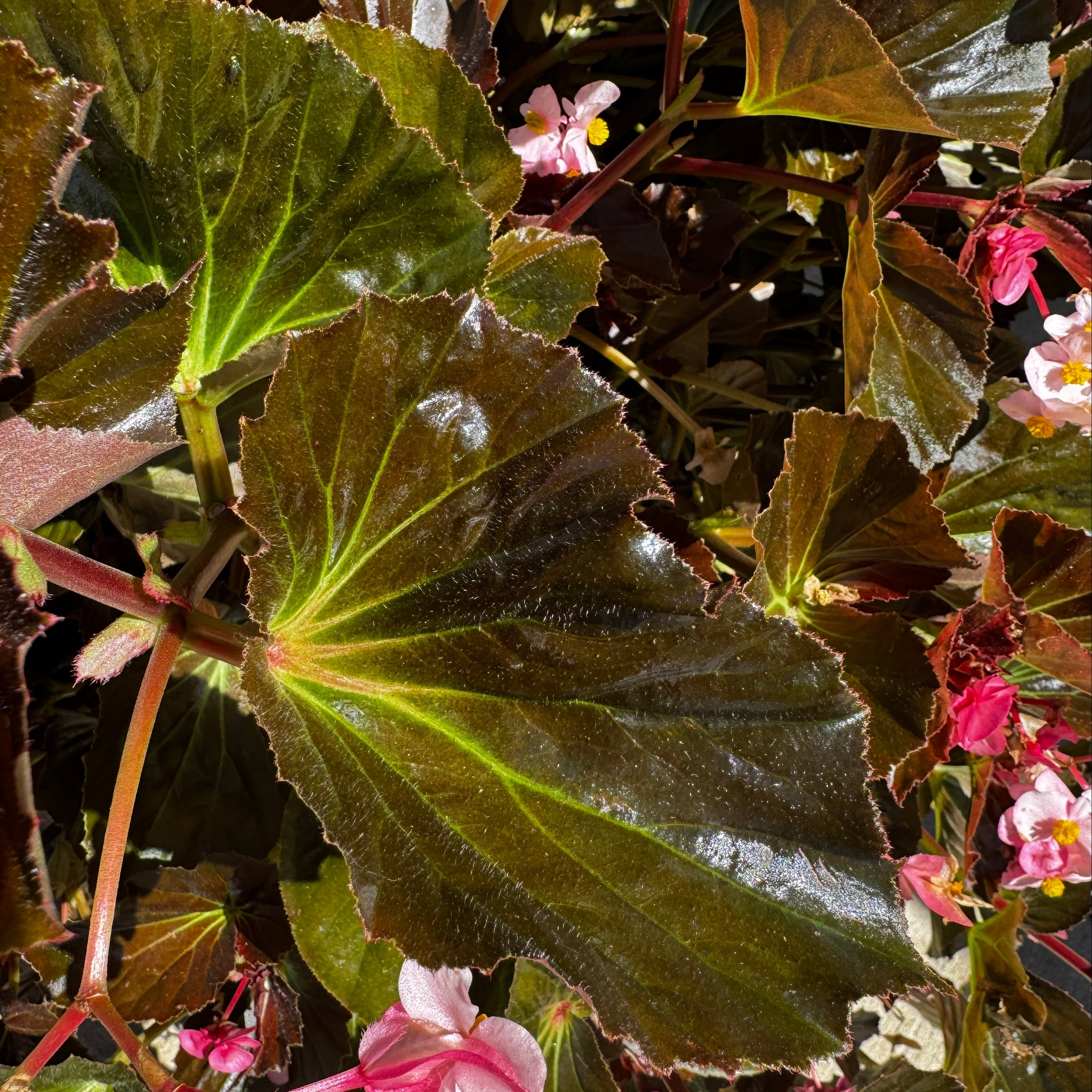 Stonehedge Begonia