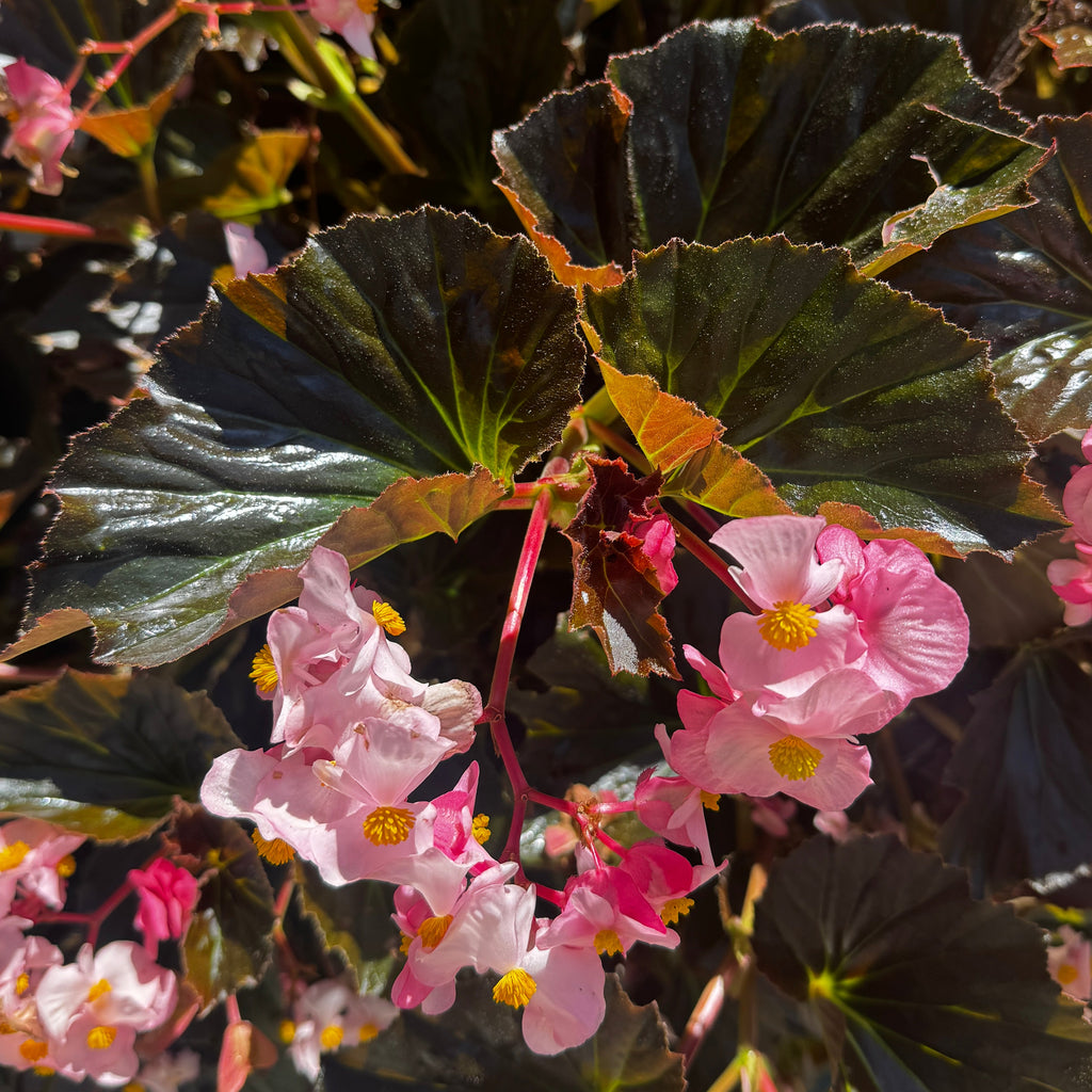 Stonehedge Begonia