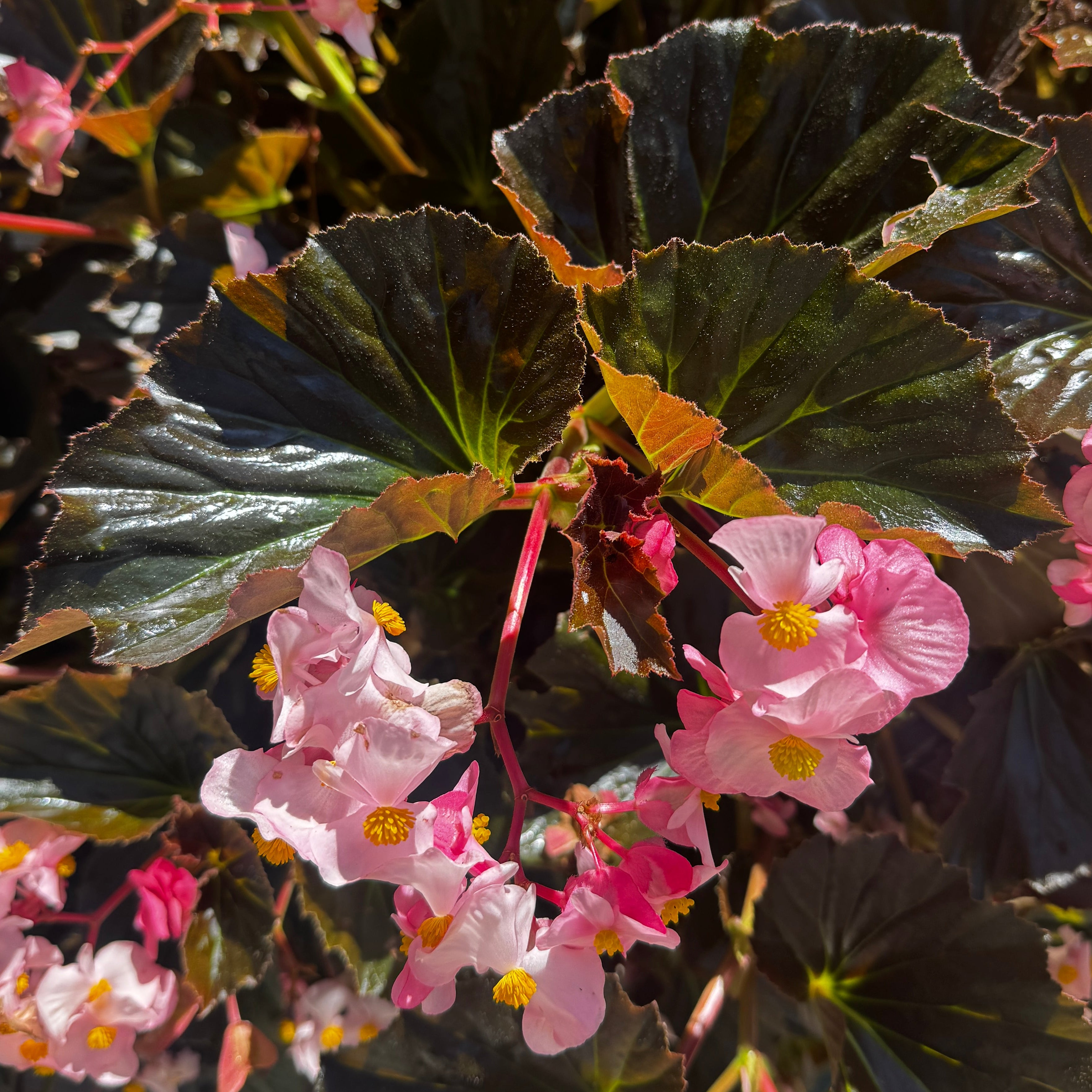 Stonehedge Begonia