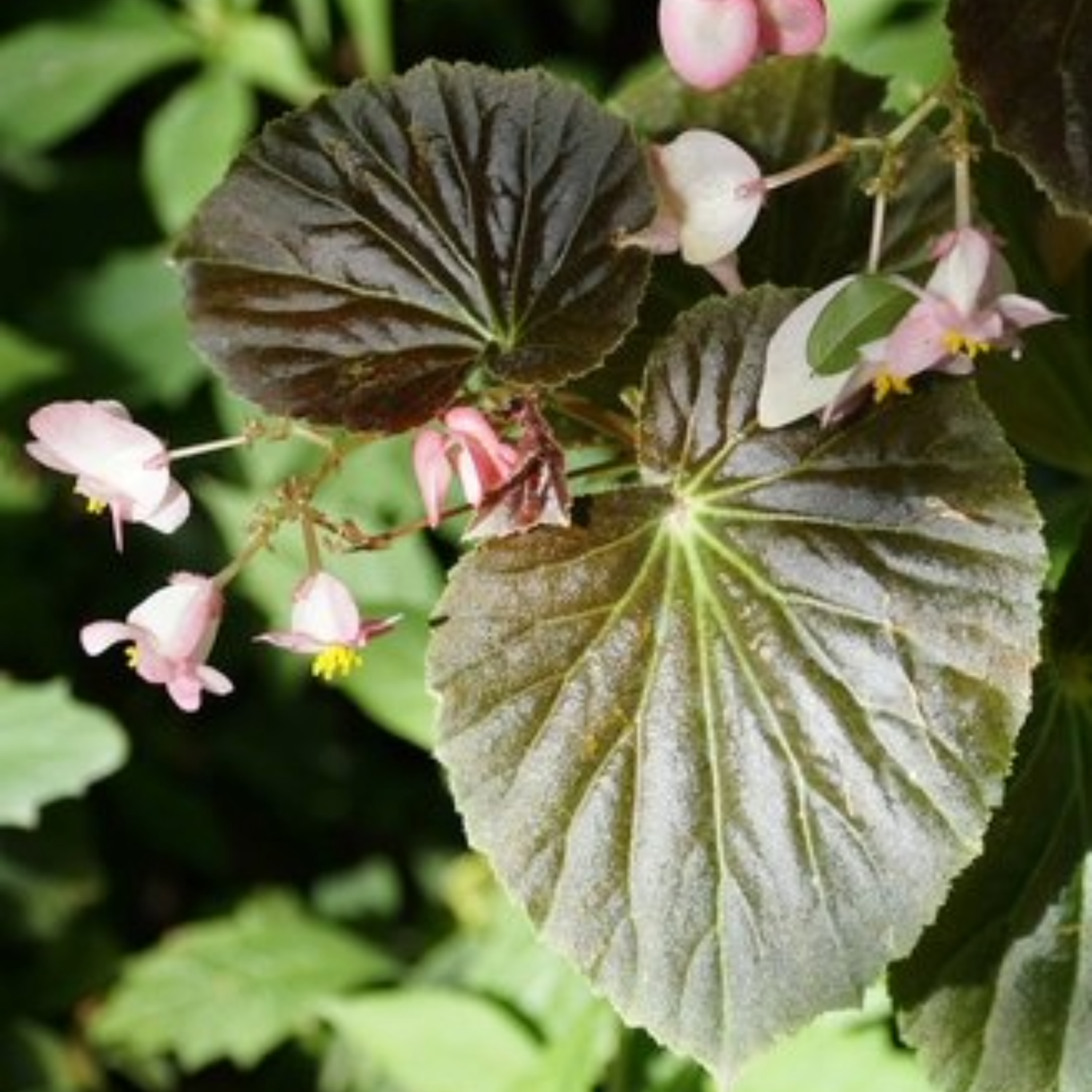 Stonehedge Begonia
