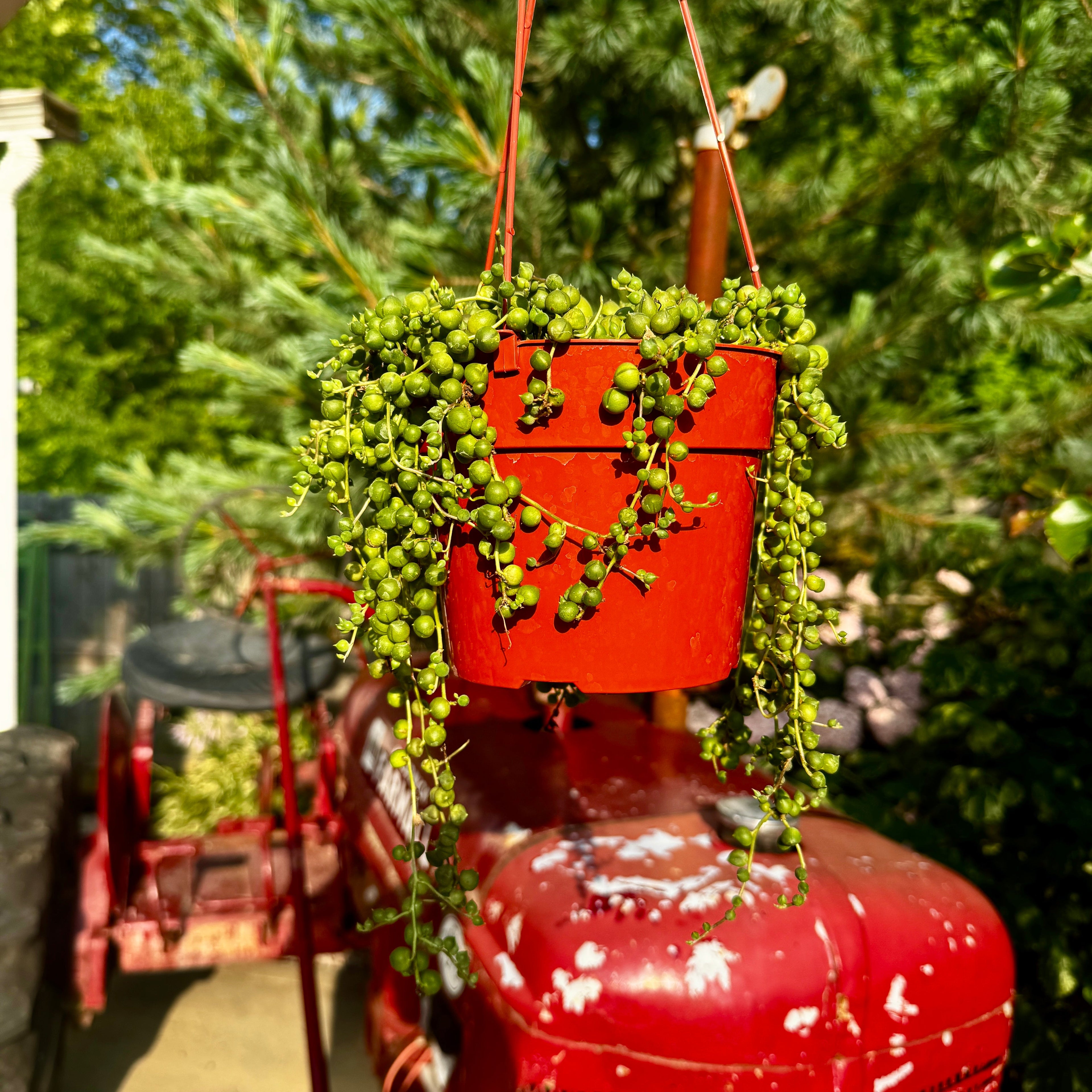 String of pearls Hanging Basket | Senecio rowleyanus
