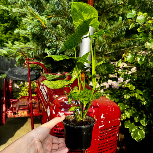 Arrowhead Vine | Syngonium 'Mojito'