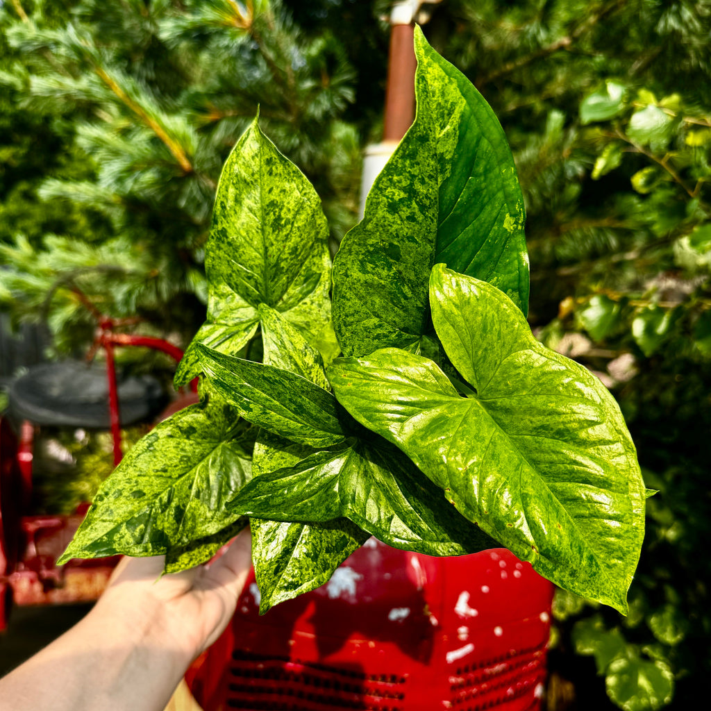Arrowhead Vine | Syngonium 'Mojito'