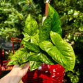 Arrowhead Vine | Syngonium 'Mojito'
