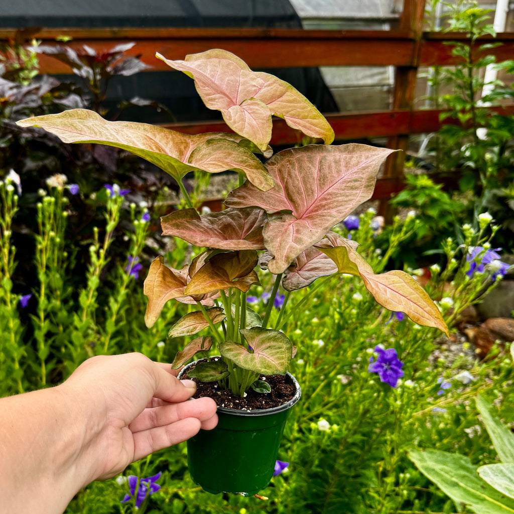 Syngonium 'Strawberry Creme'