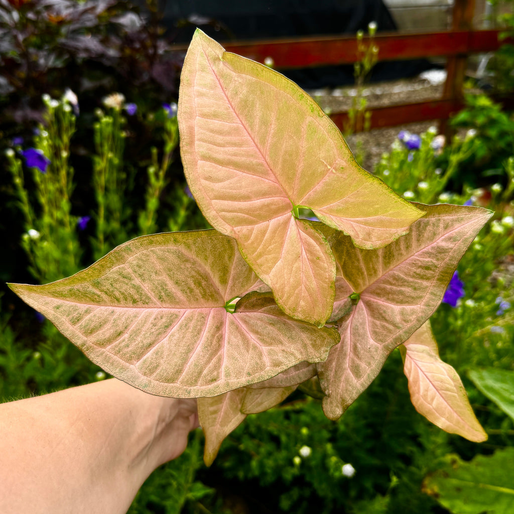 Syngonium 'Strawberry Creme'
