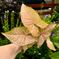 Syngonium 'Strawberry Creme'