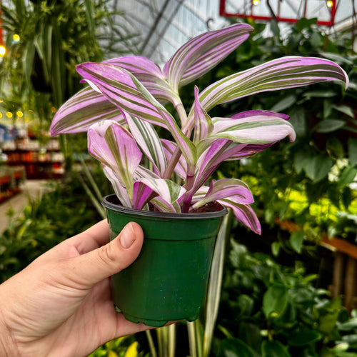 Bubblegum Tradescantia | 4" Tradescantia Nanouk