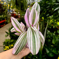 Bubblegum Tradescantia | 4" Tradescantia Nanouk