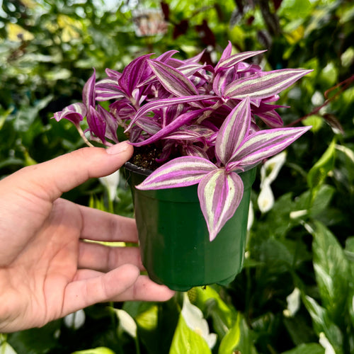 4" Tradescantia zebrina 'Pink Paradise' | Wandering Dude