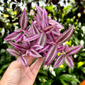 4" Tradescantia zebrina 'Pink Paradise' | Wandering Dude