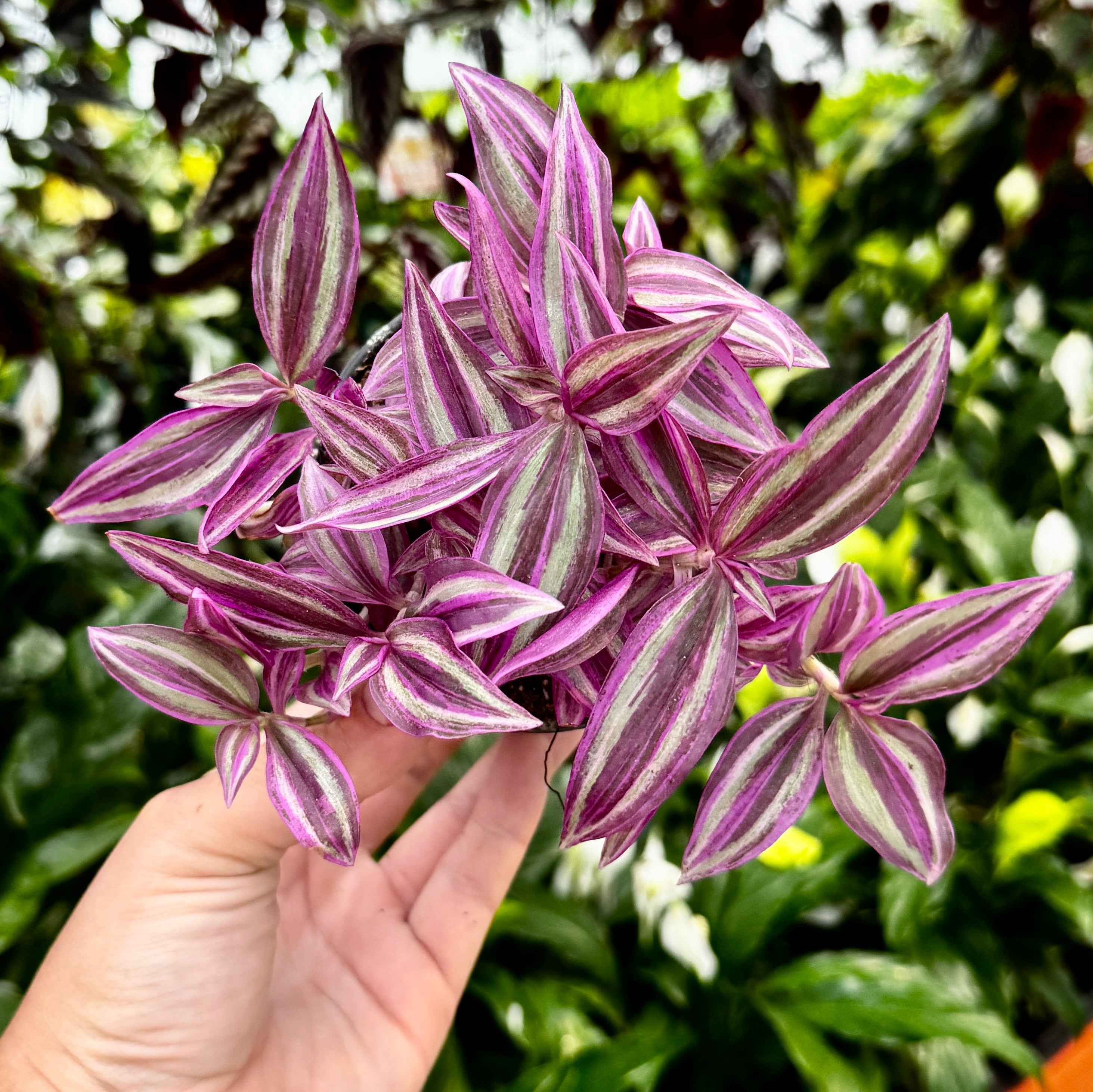 4" Tradescantia zebrina 'Pink Paradise' | Wandering Dude