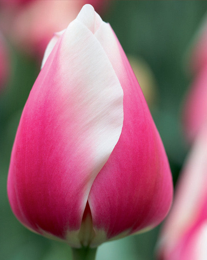 Tulip 'Russian Princess'