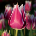 Tulip 'Russian Princess'