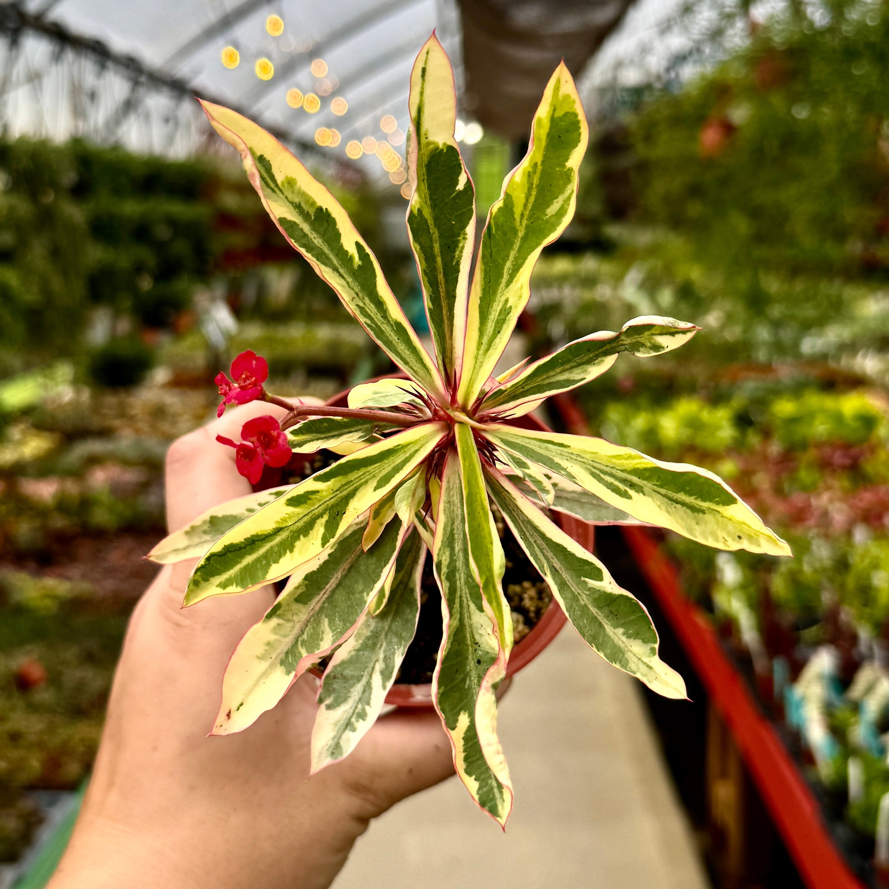 Variegated Crown of Thornes | Euphorbia milii variegata