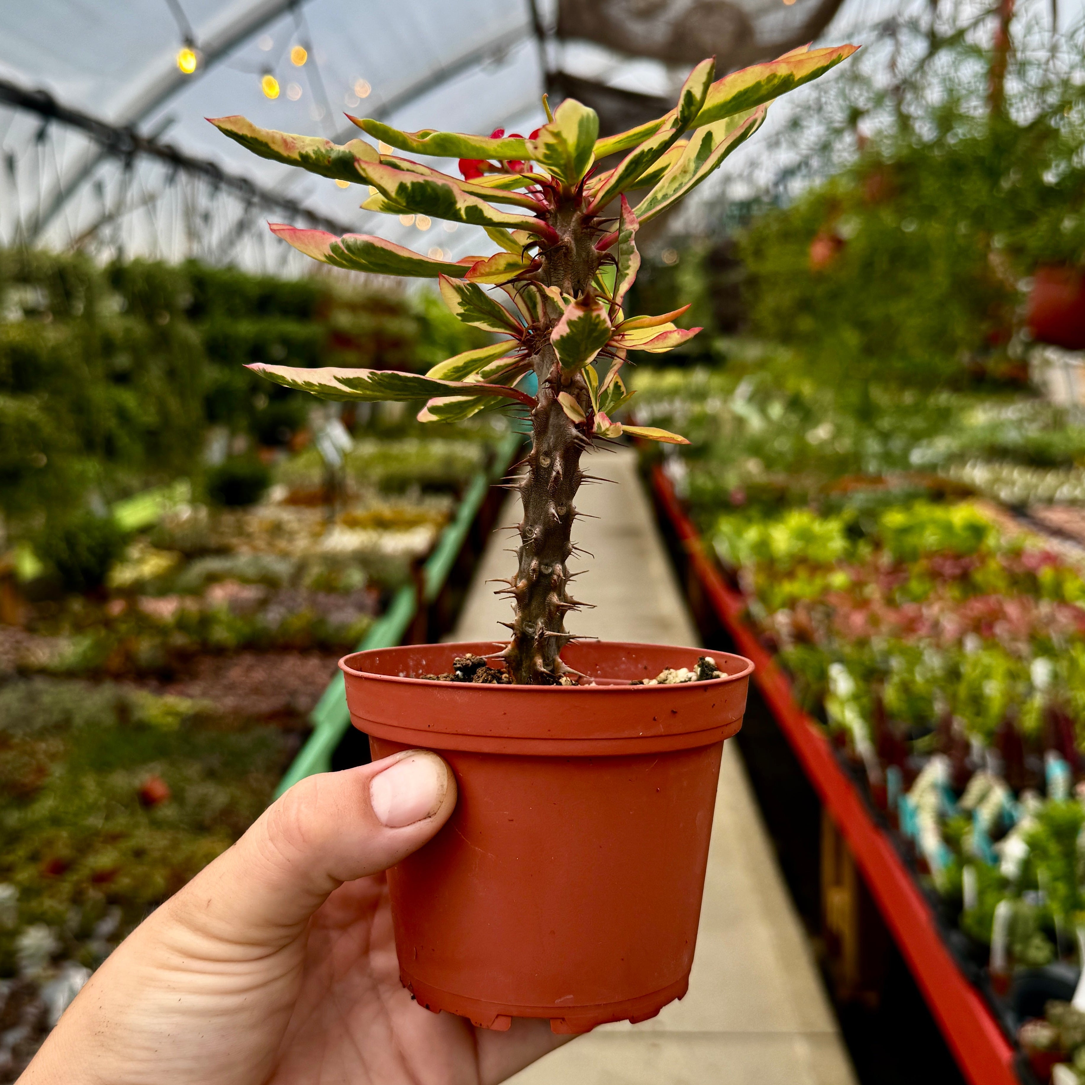 Variegated Crown of Thornes | Euphorbia milii variegata