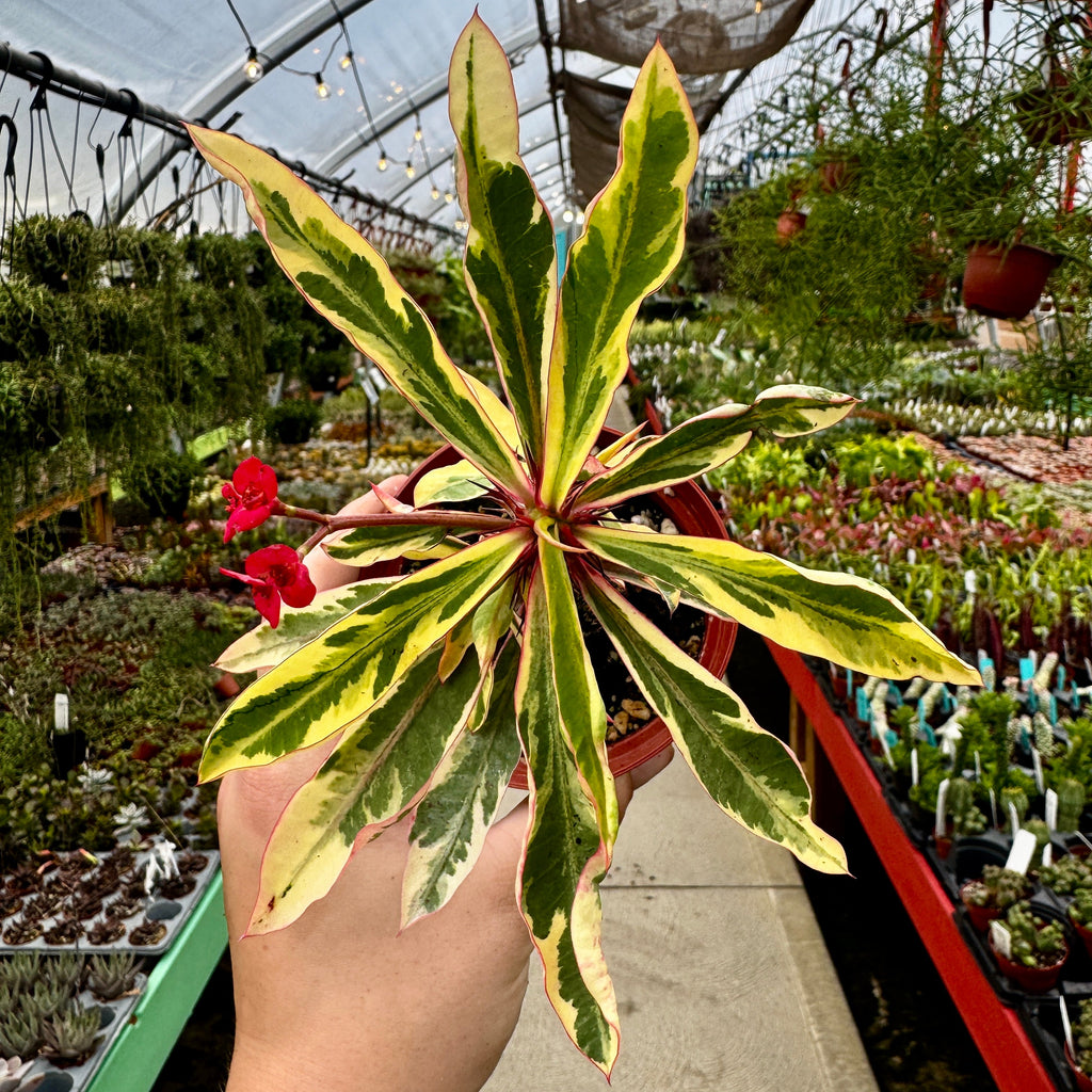 Variegated Crown of Thornes | Euphorbia milii variegata