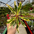 Variegated Crown of Thornes | Euphorbia milii variegata