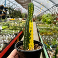 Variegated San Pedro Cactus | Trichocereus pachanoi variegata