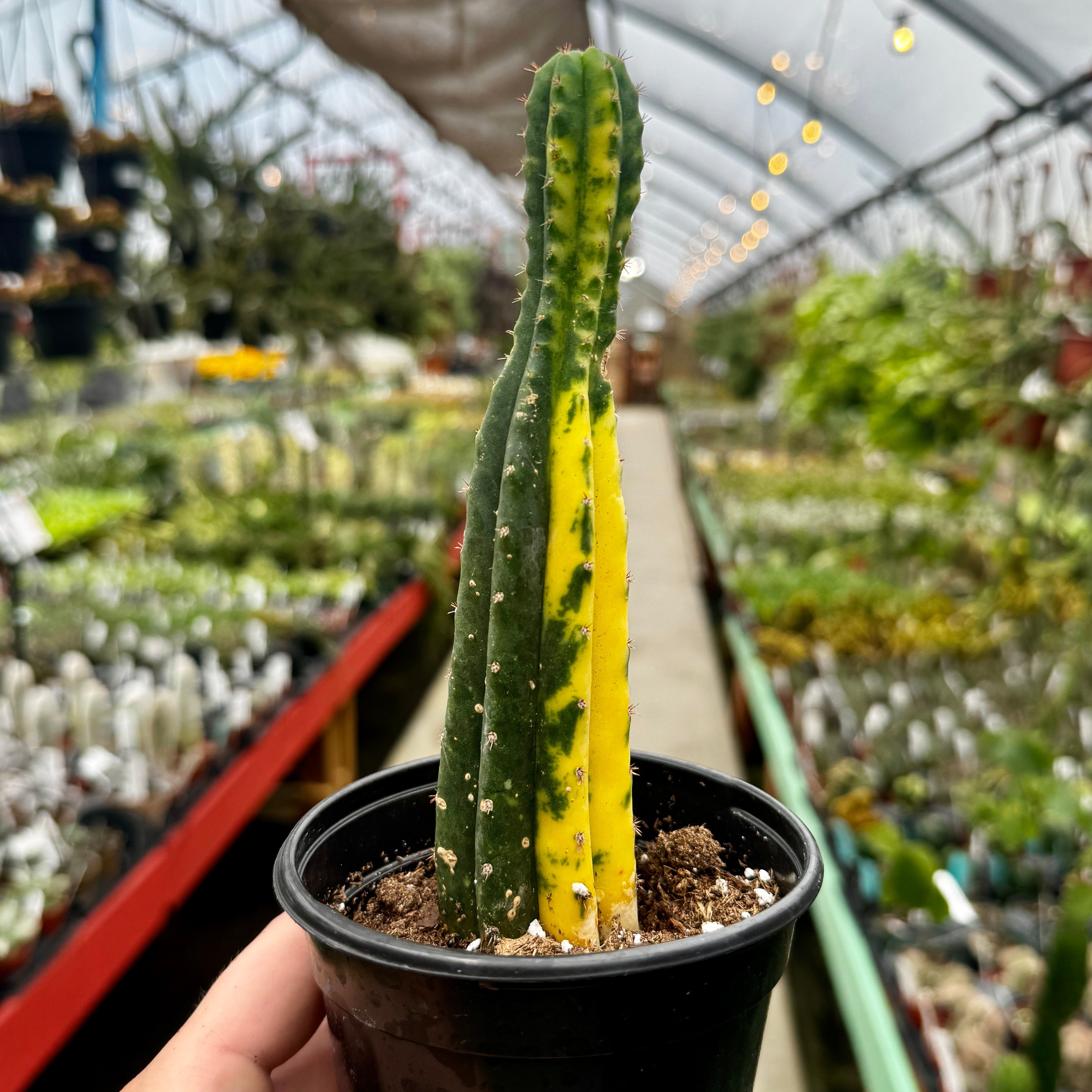 Variegated San Pedro Cactus | Trichocereus pachanoi variegata