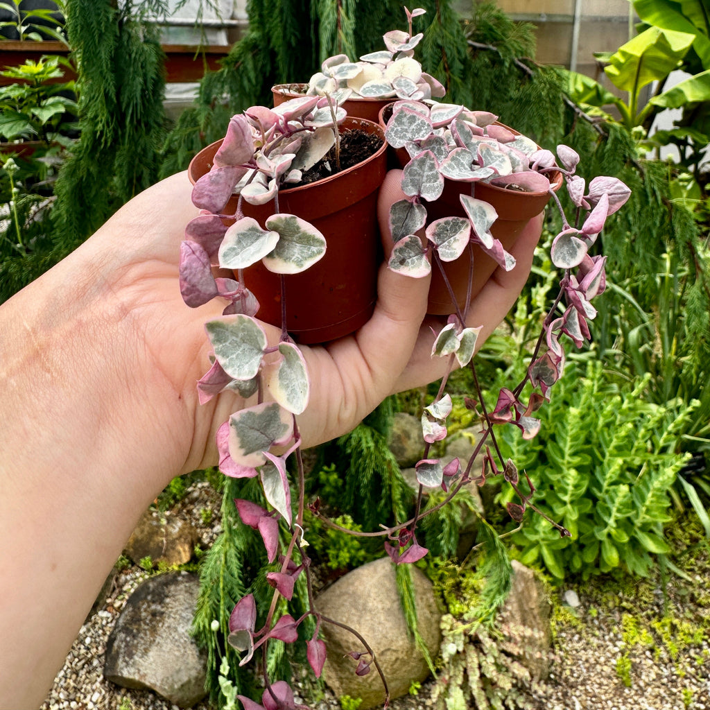 Variegated String of Hearts Trio | Ceropegia woodii f. variegata
