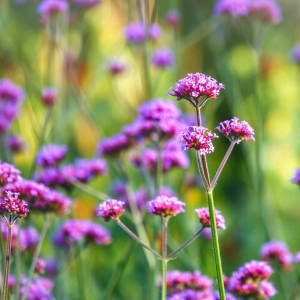 Verbena bonariensis | Purpletop Vervain