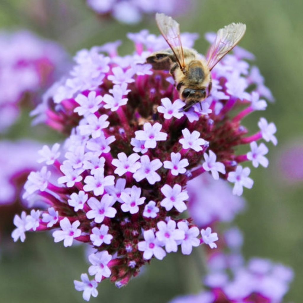 Verbena bonariensis | Purpletop Vervain