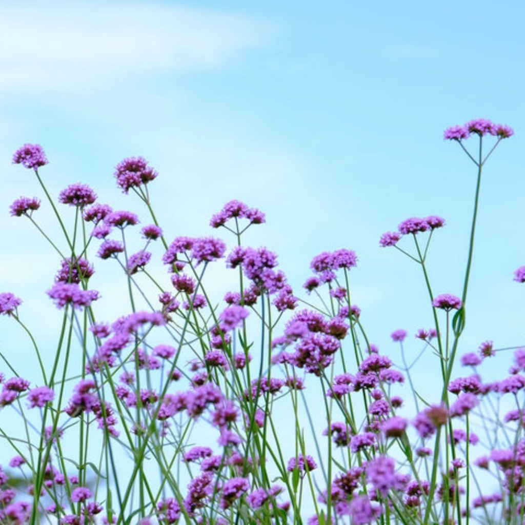 Verbena bonariensis | Purpletop Vervain