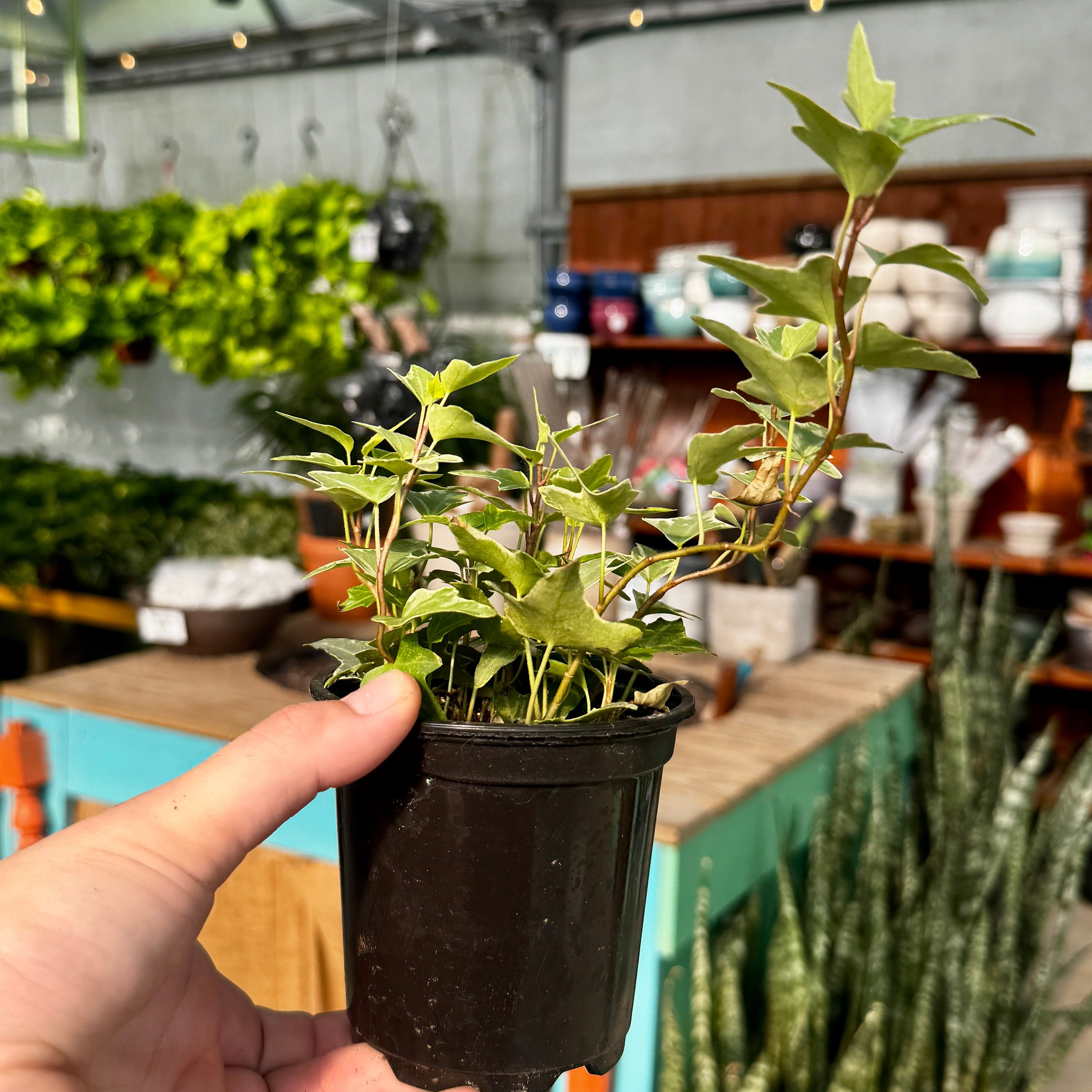 White Variegated Ivy | 4" Hedera helix variegata