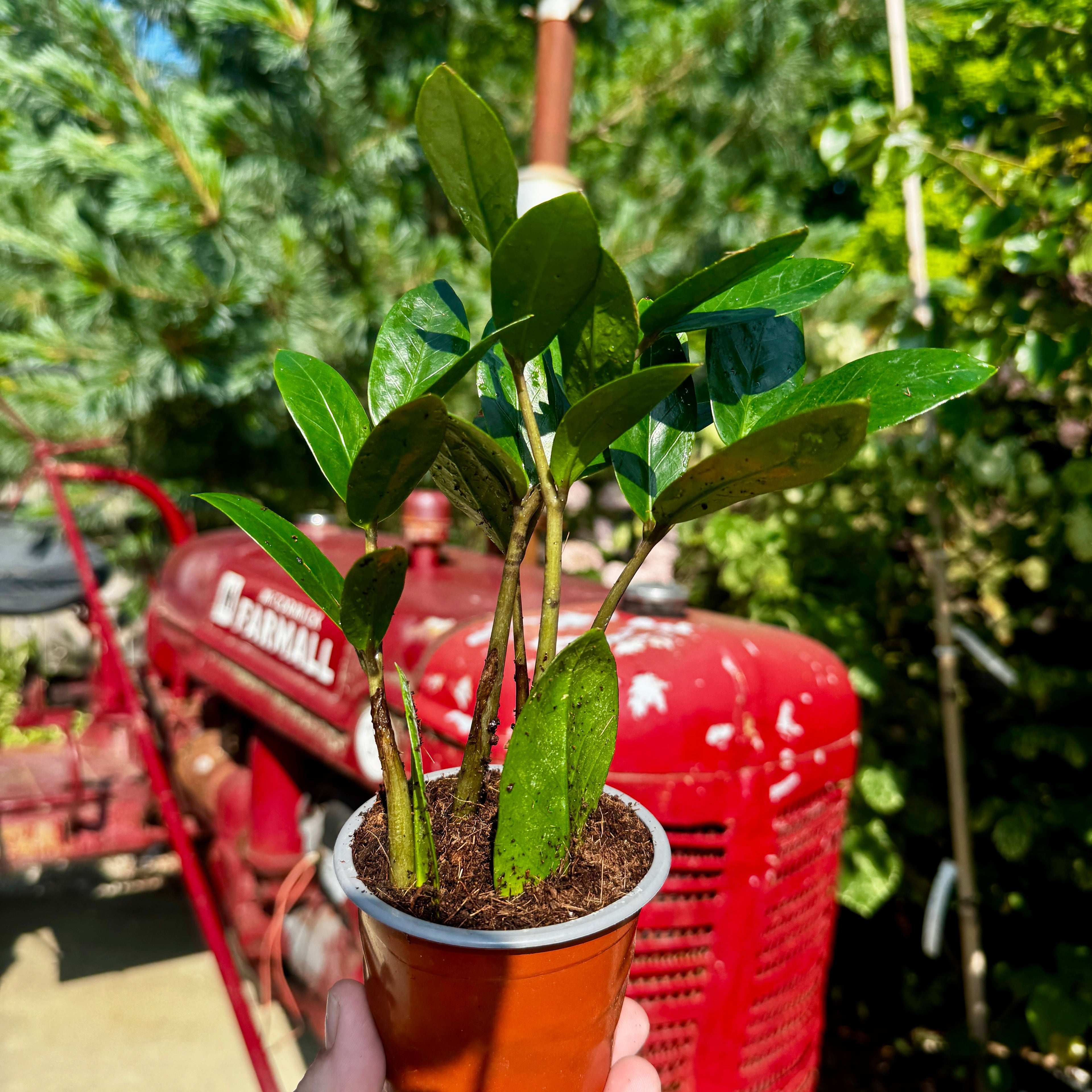 ZZ Plant | zamioculcas zamiifolia