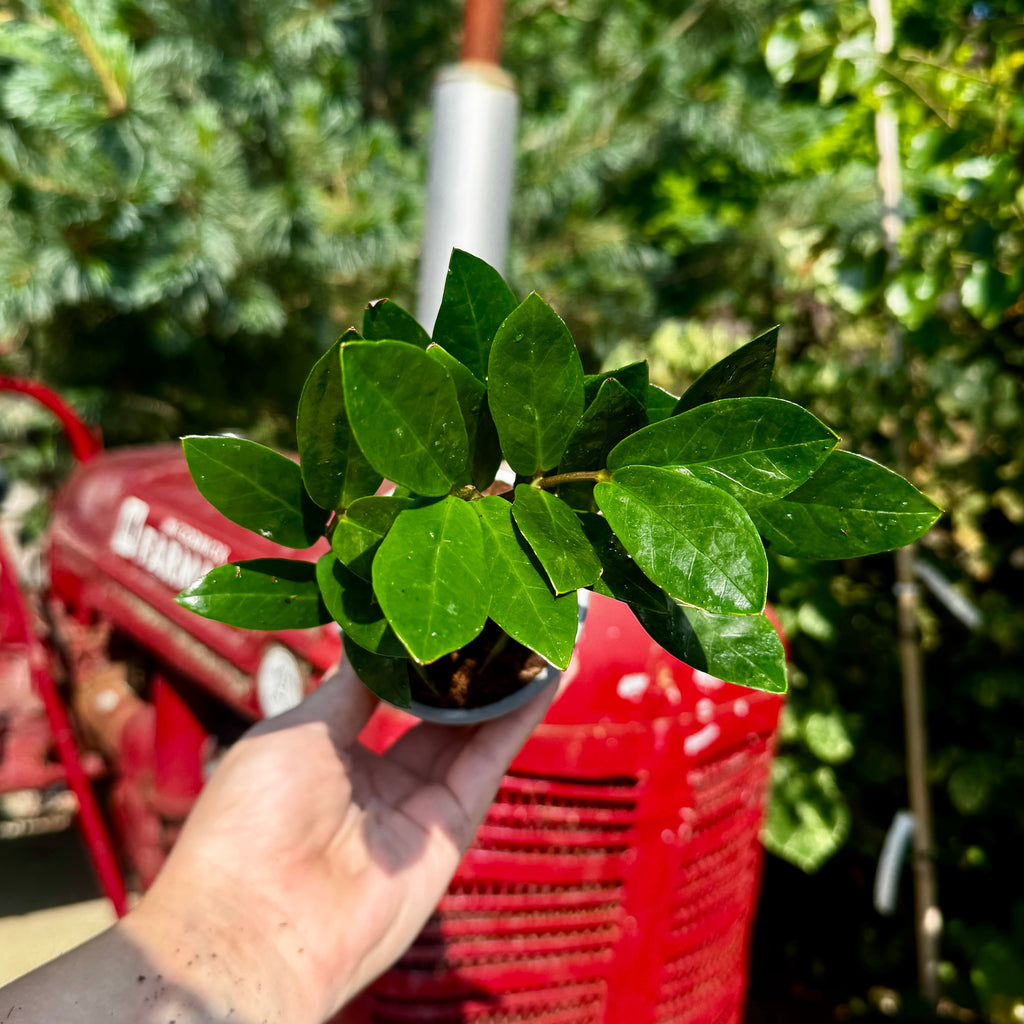 ZZ Plant | zamioculcas zamiifolia