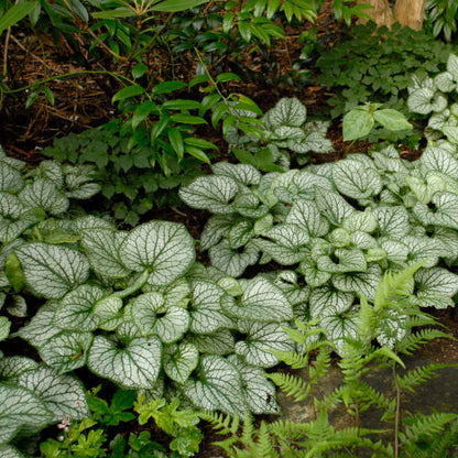 Bugloss 'Jack Frost' - Brunnera macrophylla 'Jack Frost' | Limited Release