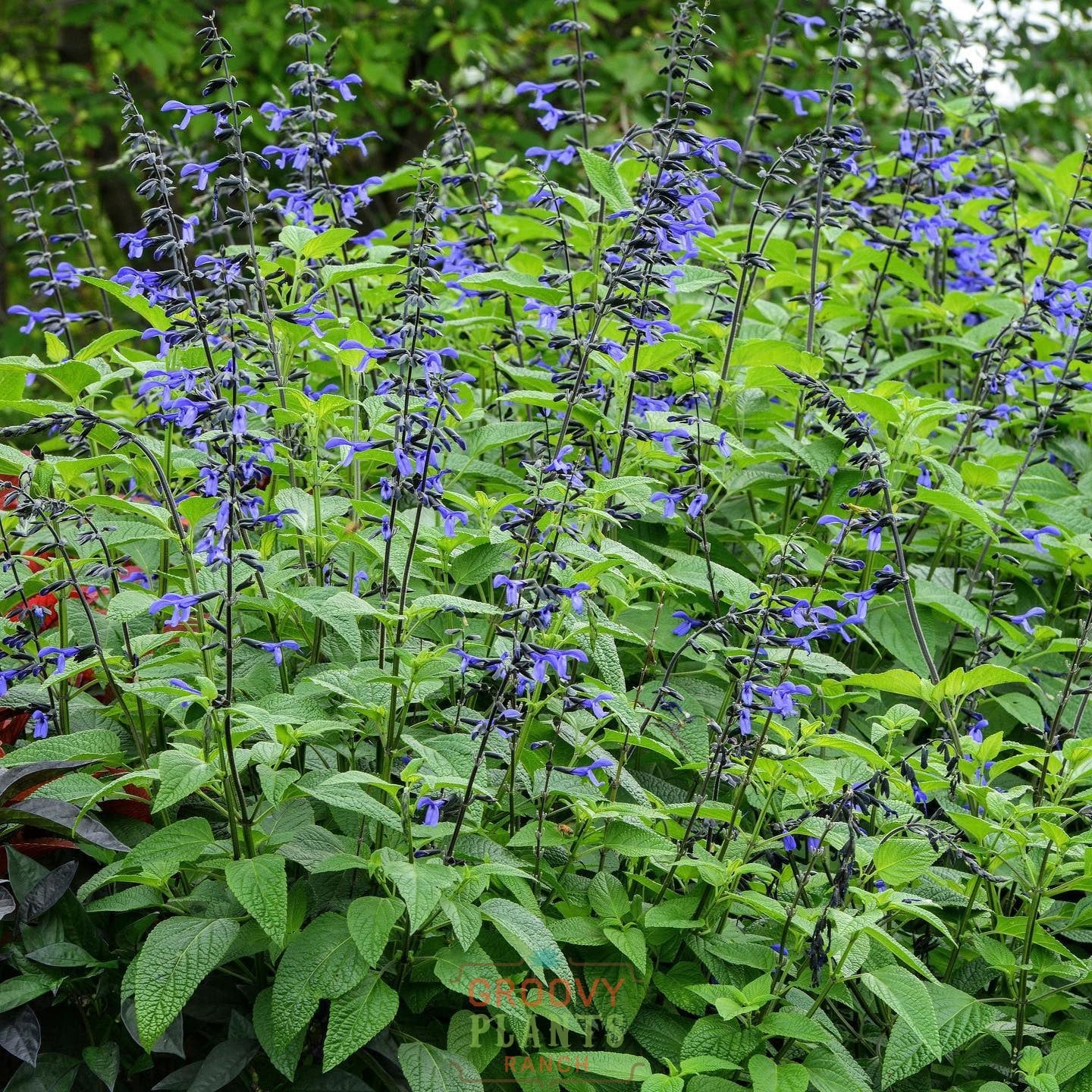 Salvia 'Black & Bloom' ~ Hummingbird Buffet of 24 Hefty Plants for Preorder