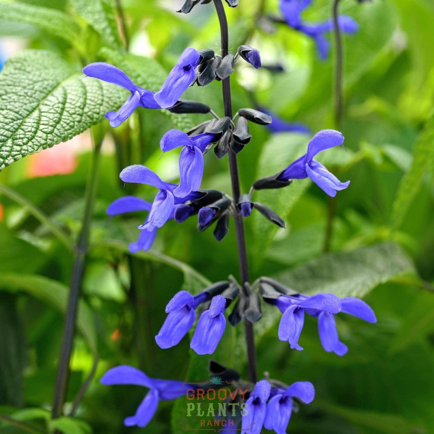 Salvia 'Black & Bloom' ~ Hummingbird Buffet of 24 Hefty Plants for Preorder