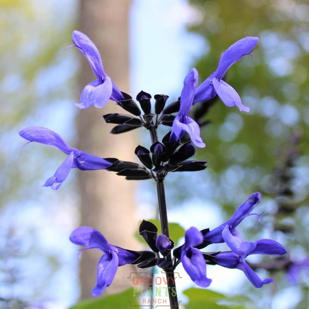 Salvia 'Black & Bloom' ~ Hummingbird Buffet of 24 Hefty Plants for Preorder